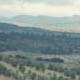Hills and Trees