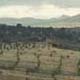 Hills and Trees