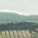 Hills and Trees