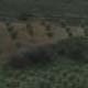 Olive Groves