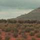 Olive Groves