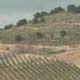 Olive Groves